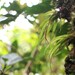 Oberonia rosea - Photo (c) 羅元甫, μερικά δικαιώματα διατηρούνται (CC BY-NC), uploaded by 羅元甫