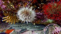 Leopard Catshark photo 3
