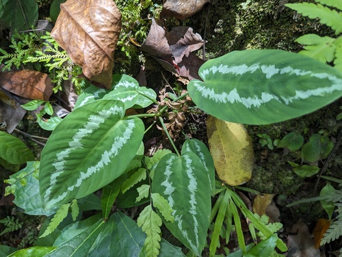 Schismatoglottis calyptrata, photograph 1