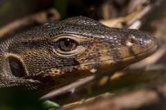 Rasmussen's Water Monitor photo 4