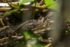 Rasmussen's Water Monitor photo 3