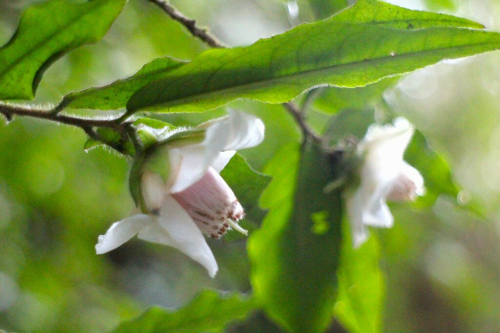 Camellia salicifolia