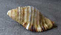 Monoplex pilearis