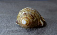 Monoplex pilearis