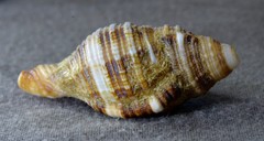 Monoplex pilearis