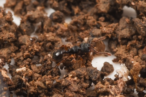 Myrmecina asiaticaMyrmecina asiatica