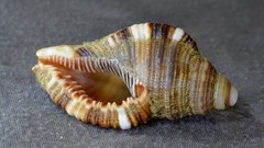 Monoplex pilearis