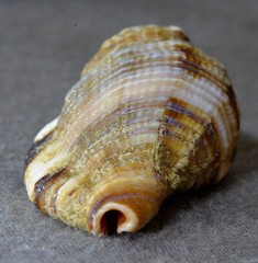 Monoplex pilearis