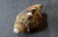 Monoplex pilearis