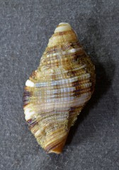 Monoplex pilearis