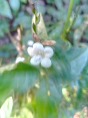 Asystasia intrusa image