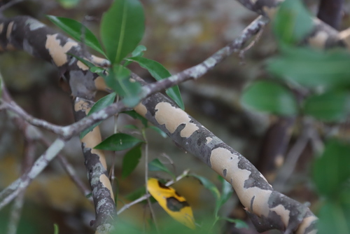 Image of Ochna arborea by (c) Tony Rebelo, some rights reserved (CC BY-SA)