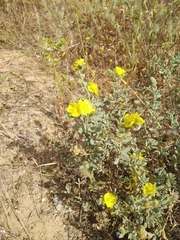 Helianthemum stipulatum