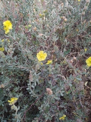 Helianthemum stipulatum
