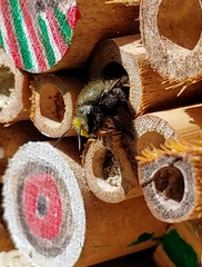 Osmia lignaria propinqua