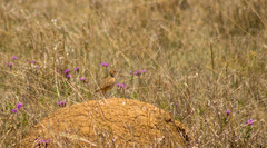 Certhilauda semitorquata