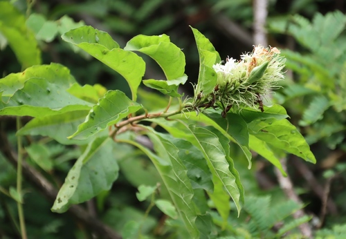 Ruttya ovata, photograph 3