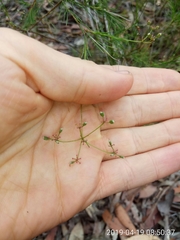 Platysace linearifolia