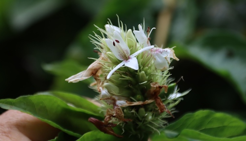 Ruttya ovata, photograph 6