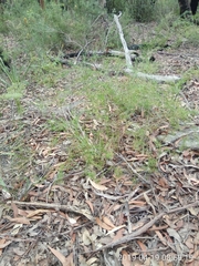 Platysace linearifolia