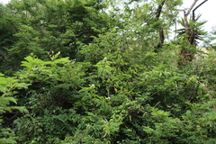 Ruttya ovata, photograph (c) Tony Rebelo, some rights reserved (CC BY-SA)