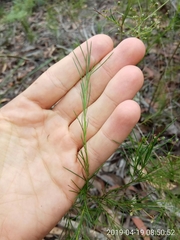 Platysace linearifolia