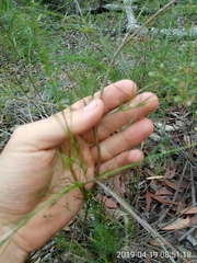 Platysace linearifolia