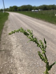 Rumex altissimus