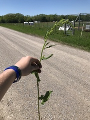 Rumex altissimus