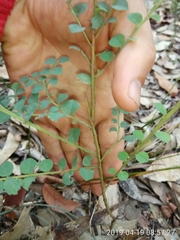 Bossiaea rhombifolia