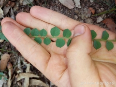 Bossiaea rhombifolia