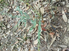 Bossiaea rhombifolia