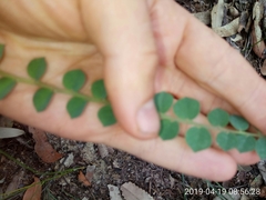 Bossiaea rhombifolia