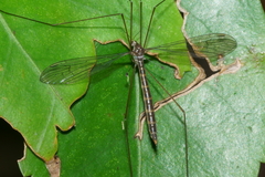 Limnophilella delicatula