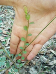 Bossiaea rhombifolia