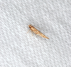 Pyroderces
