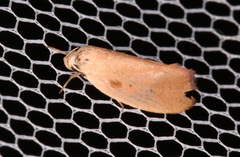 Acanthodela protophaes