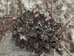 Casuarina equisetifolia, recorded fruiting
