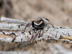 Pellenes epularis