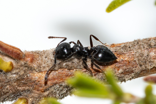Black Cocktail Ant photo 3
