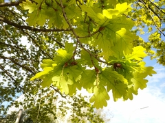 Quercus