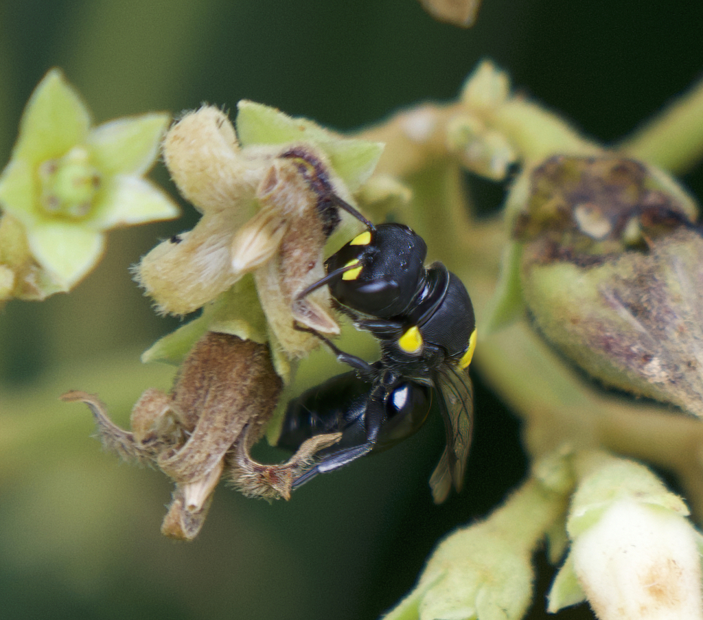 Round-headed Masked Bee from Lilli Pilli NSW 2536, Australia on March ...