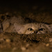 Felidae - Photo (c) boyahia, μερικά δικαιώματα διατηρούνται (CC BY-NC)