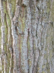 Quercus
