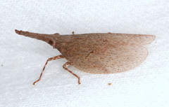 Rentinus dilatatus
