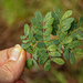 Acacia goetzei