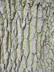 Quercus