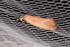 Acanthodela protophaes