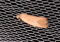 Acanthodela protophaes