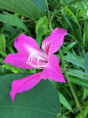 Bauhinia variegata